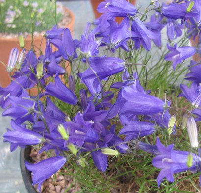 Campanula 'Covadonga'